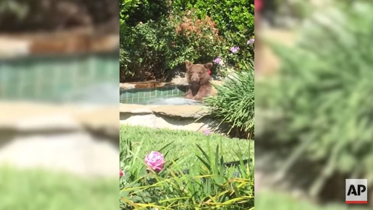 Encuentra a oso dentro de su jacuzzi ¡tomando margaritas!