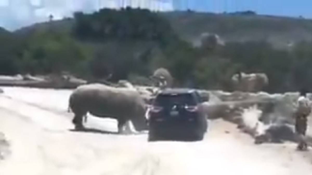 Terror en el zoo: rinoceronte embiste camioneta con una familia a bordo