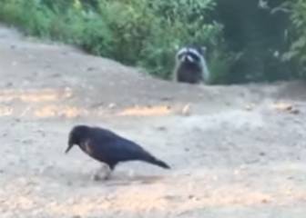 Un cuervo y un mapache se ven las caras en un duelo de rapidez y sigilo