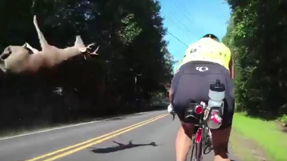 Unos ciclistas captan el brutal accidente con un ciervo
