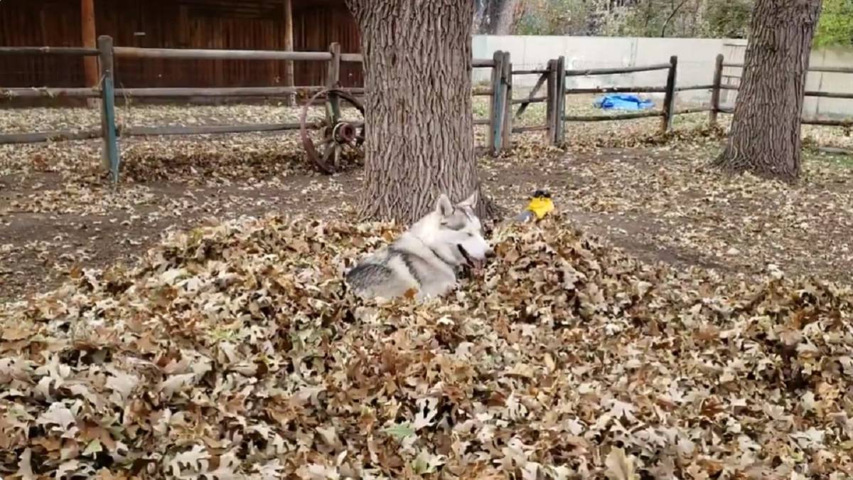 El frío de otoño es más llevadero cuando vemos el vídeo de este husky