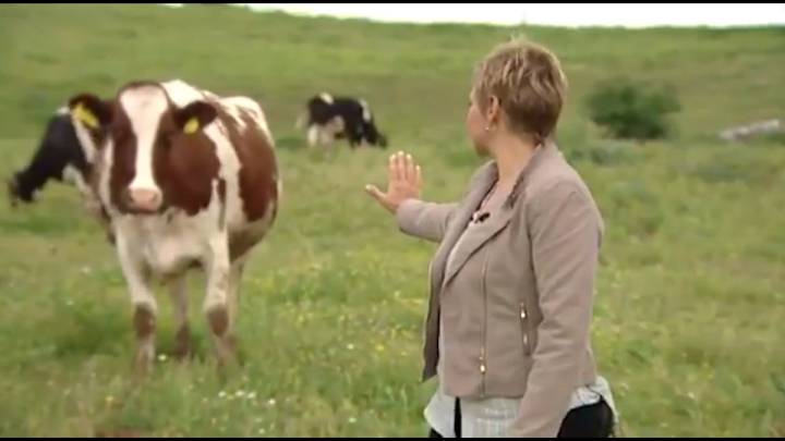 Gloria Serra 'parando' a una vaca es el meme que todos habíamos soñado