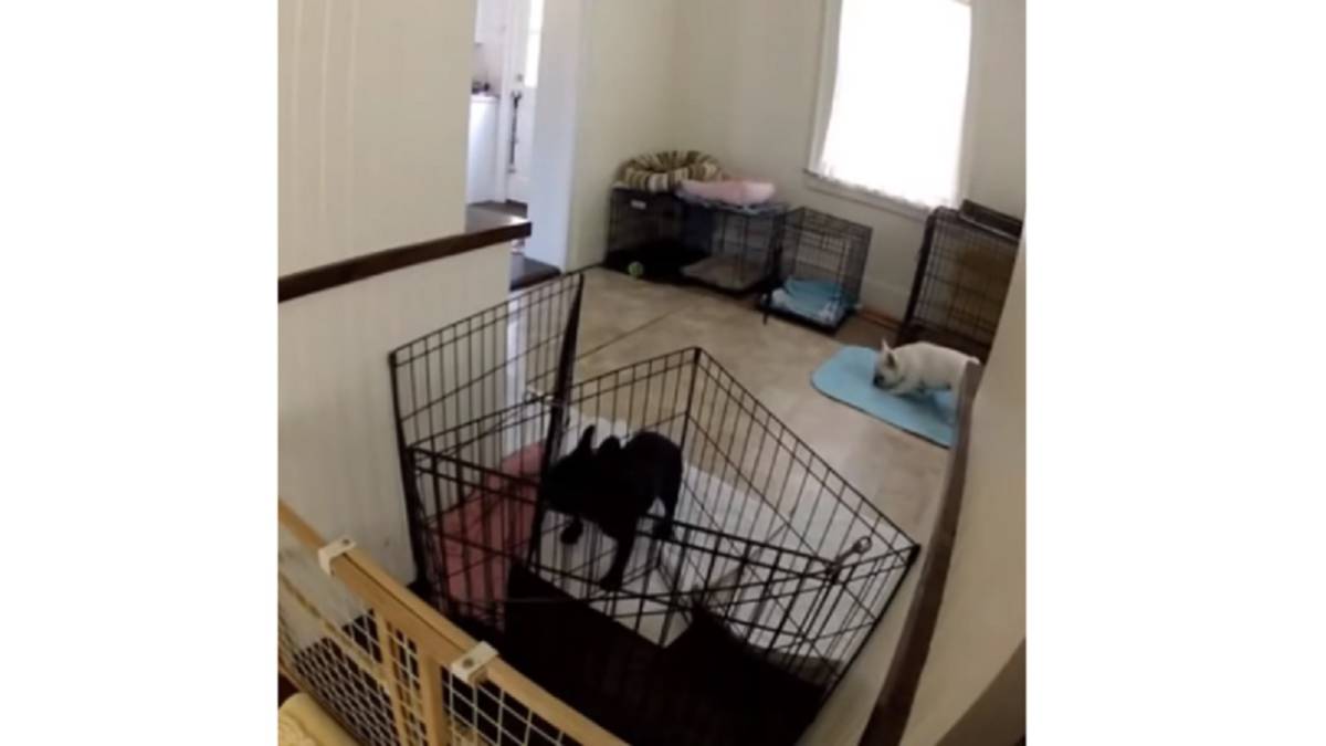 Puso una cámara para averiguar cómo se escapaba su perro y el resultado no tiene precio