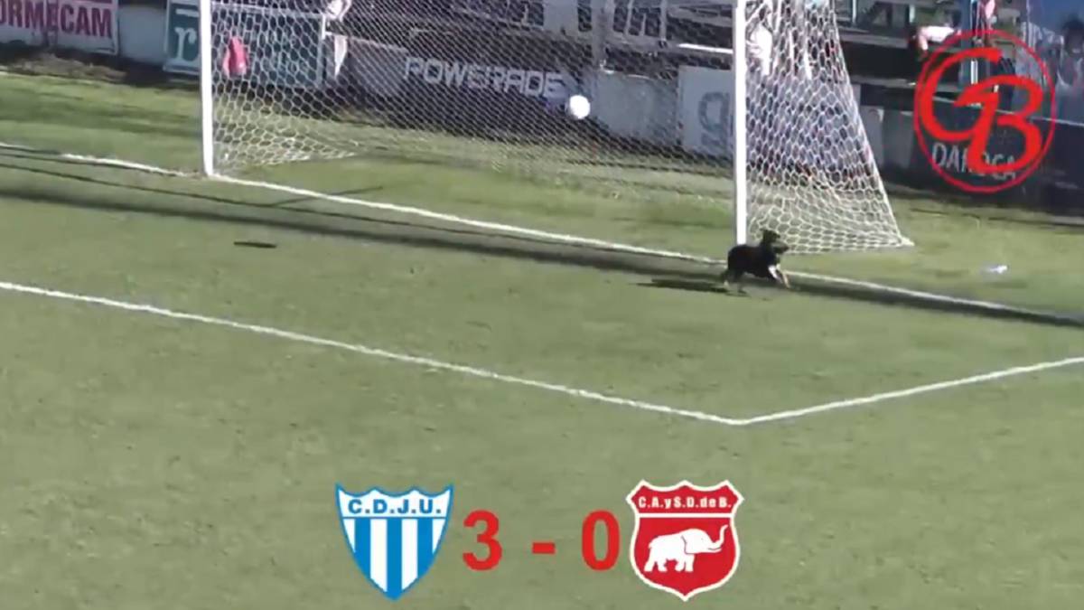 Este perro se ha hecho viral (y con razón) por evitar un gol en Argentina