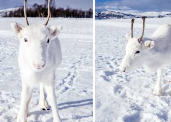 Este curioso reno blanco posó para un fotógrafo en Noruega
