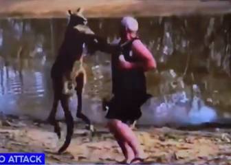 Un canguro ataca y derriba a un hombre (por supuesto) en Australia