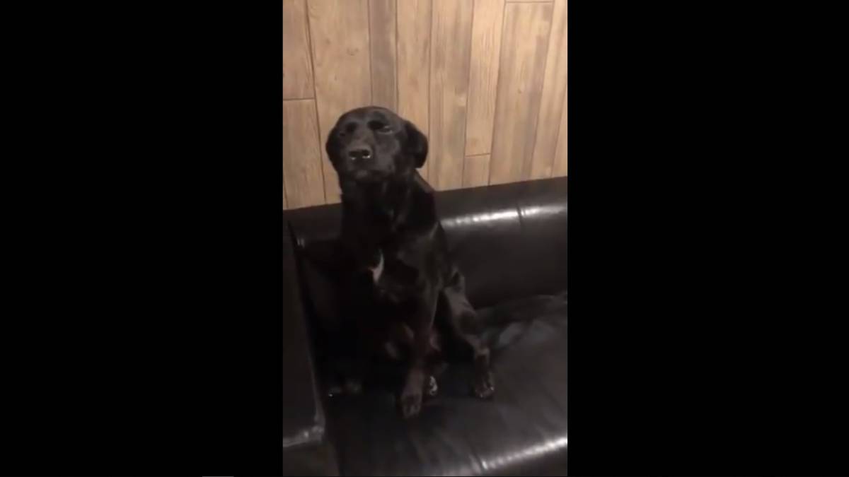 Este perro tiene la mejor reacción posible cuando le echan la bronca