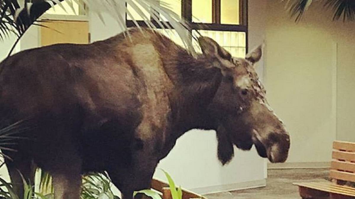 Un alce se cuela en un hospital de Alaska, porque es Alaska