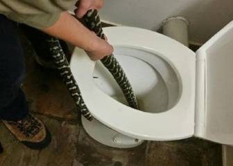 Una serpiente pitón muerde a una mujer mientras estaba sentada en el váter