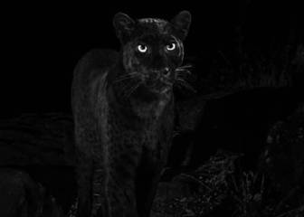 Fotografían un leopardo negro por primera vez en 100 años