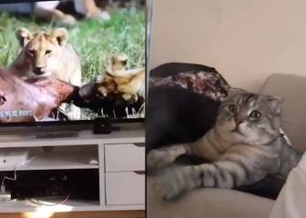 La insólita reacción de un gato al ver cómo unas leonas devorando a su presa