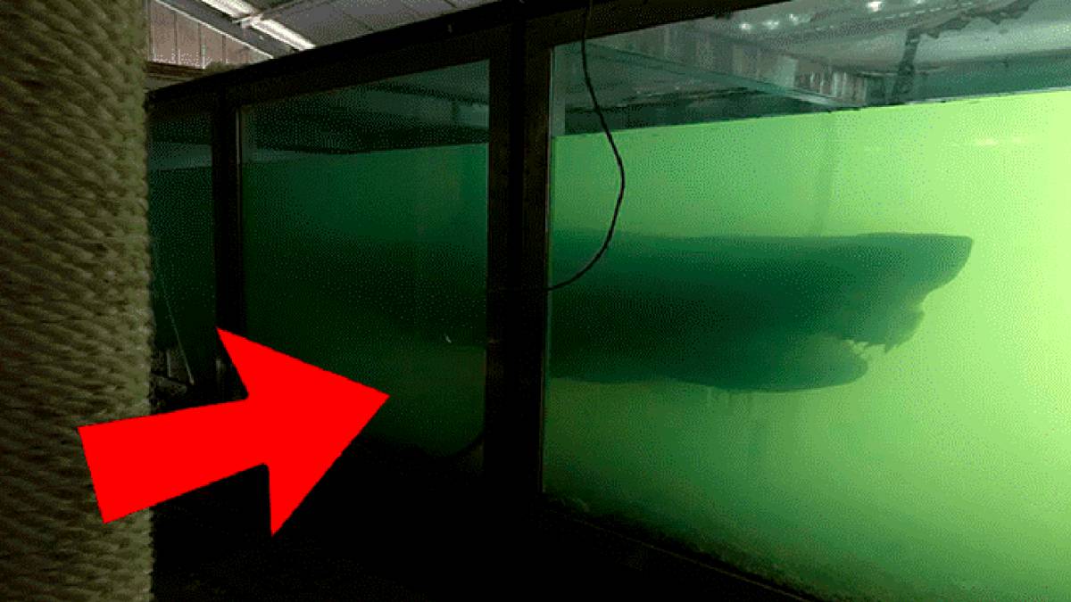 Encuentran un tiburón muerto en un parque acuático abandonado