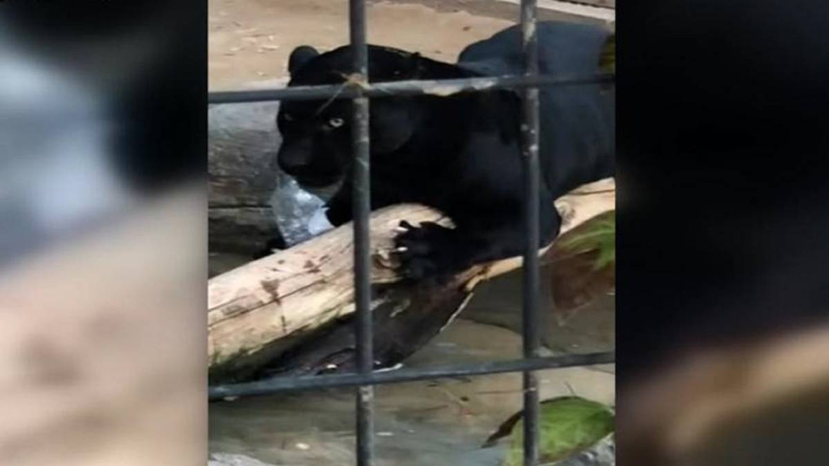 Una mujer es atacada por un jaguar tras intentar hacerse un selfie con él