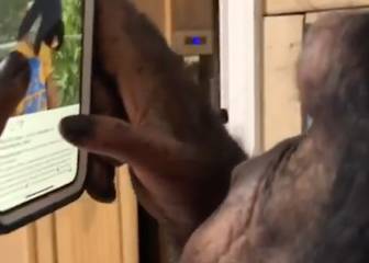 Chimpancé instagramer: el primate 'enganchado' de Instagram, revoluciona las redes