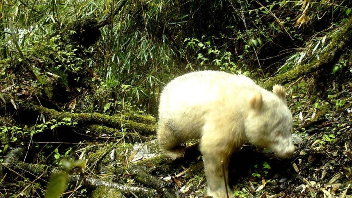 Fotografían por primera vez a un oso panda albino en libertad