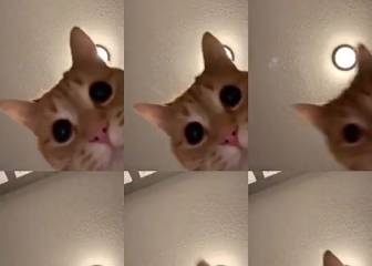 Este vídeo de un gato al ritmo de 'Mr. Sandman' resulta extrañamente adictivo