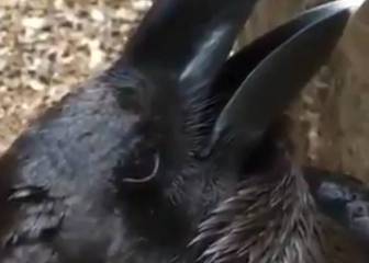 La nueva ilusión óptica que divide Twitter: ¿Un cuervo o un conejo?