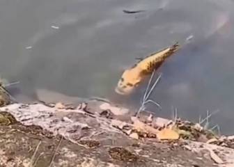 Lo nunca visto: captan en China un pez con cara humana