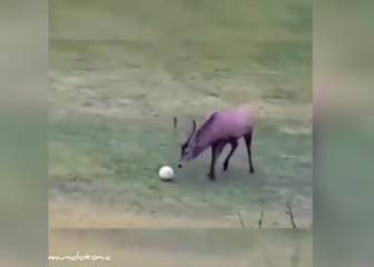 Deer wheels away in celebration after netting stooping header
