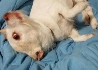 Este efecto óptico está revolucionando Twitter: ¿qué animal es?