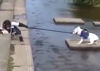 Un perro, un mono y el vídeo que se hizo viral en WhatsApp