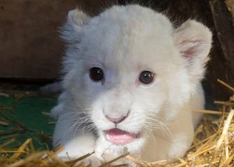 Nace el primer león blanco en cautividad en España y es rechazado por su madre