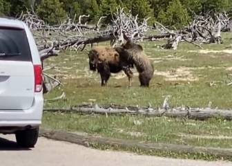 La pelea de un oso que se hizo viral: ¡grabado por un turista!