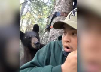 Pudo terminar en tragedia: un oso escaló un árbol y se puso a centímetros de un cazador