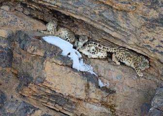 Las curiosas imágenes del animales más difícil de ver: un leopardo de las nieves