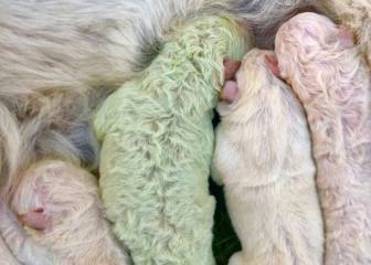 Nace un perro verde en Italia, y lo llaman 'Pistachio'