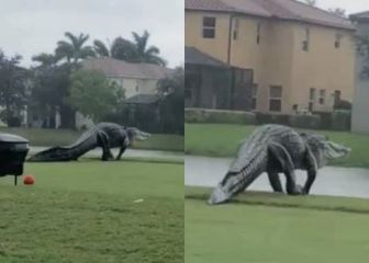Aparece un caimán enorme en un campo de golf de Florida