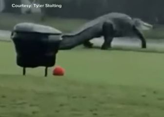 Un caimán se pasea por un campo de golf de Florida