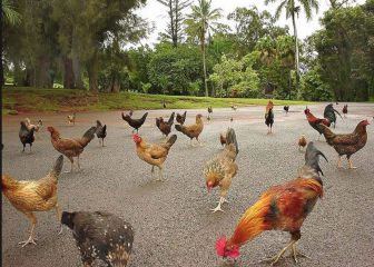 Esta isla de Hawai está plagada de gallos salvajes
