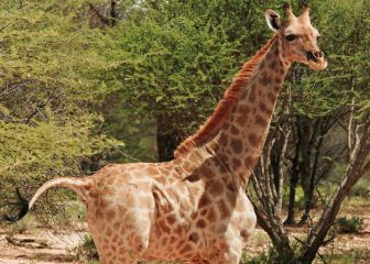Así son las primeras jirafas enanas descubiertas en el mundo