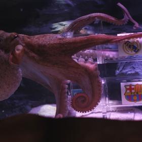 El pulpo Iniesta apostó por el Madrid El pulpo Iniesta apostó por el Madrid