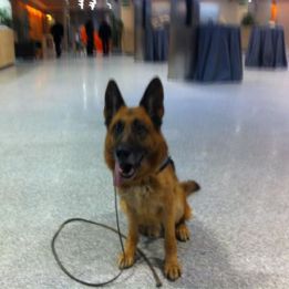 Merlín, perro policia del Real Madrid, se jubila tras el derbi Merlín, perro policia del Real Madrid, se jubila tras el derbi