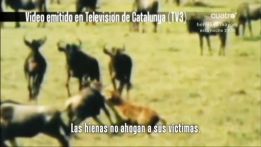 El Madrid pide seis millones a TV3 por el vídeo de la hienas El Madrid pide seis millones a TV3 por el vídeo de la hienas