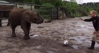 El elefante dice que ganará el Bayern