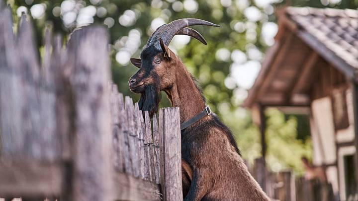 El Colonia ficha a Hennes IX como nueva cabra mascota