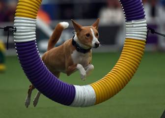 Westminster Kennel Club Masters Campeonato de Agility