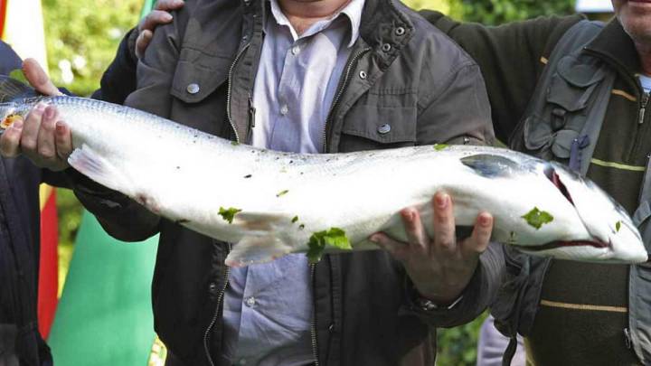 El río Eo da el campanu del 2017, un salmón de 5,8 kilos
