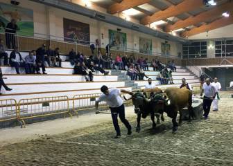 Las pruebas de bueyes tendrán antidopaje como los caballos