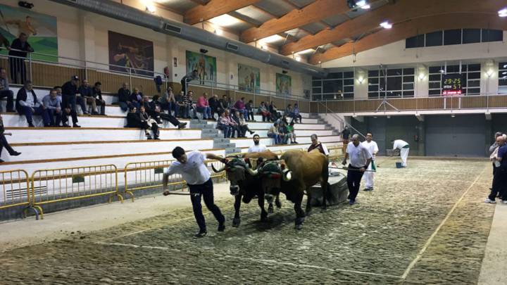 Las pruebas de bueyes tendrán antidopaje como los caballos