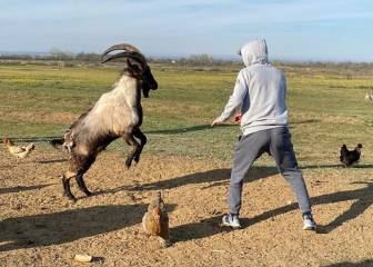 Luchador de UFC entrena contra una cabra y desata polémica