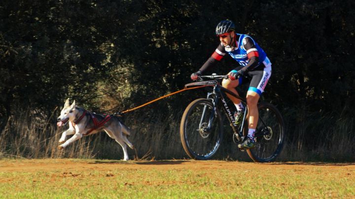 Éxito de participación en los Campeonatos de España Mushing sobre tierra