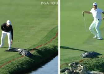 El caimán del PGA que suma millones de visitas en redes