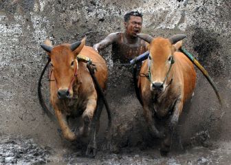 Carreras de vacas en Sumatra Occidental