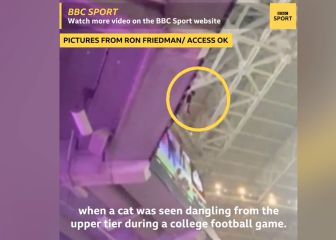 Así salvó un fan a un gato que cayó de un piso en el Hard Rock Stadium de Miami