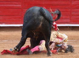 José Tomás es embestido, sin consecuencias, por su primer toro de la tarde" Bellotero" en la monumental de México