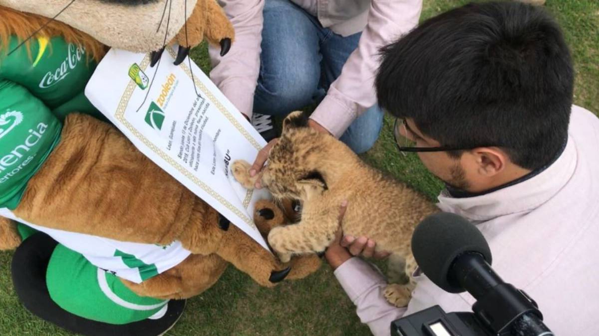 León presenta a "Sambu" como su nuevo refuerzo